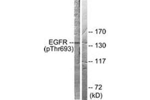 Western blot analysis of extracts from A431 cells, using EGFR (Phospho-Thr693) Antibody. (EGFR Antikörper  (pThr693))