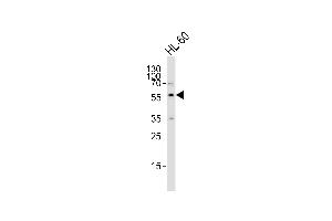 SLC29A1 antibody  (AA 234-263)