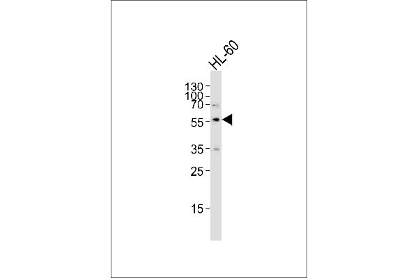 SLC29A1 anticorps  (AA 234-263)