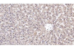 Detection of RELN in Human Liver Tissue using Monoclonal Antibody to Reelin (RELN) (Reelin Antikörper  (AA 2978-3373))