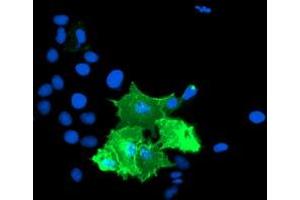 Anti-TULP3 mouse monoclonal antibody (ABIN2455454) immunofluorescent staining of COS7 cells transiently transfected by pCMV6-ENTRY TULP3 (RC207595). (TULP3 Antikörper)