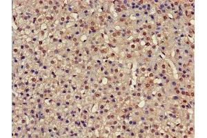 IHC image of ABIN7142234 diluted at 1:500 and staining in paraffin-embedded human adrenal gland tissue performed on a Leica BondTM system. (PSMC4 Antikörper  (Regulatory Subunit 6B))