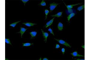 Immunofluorescence of purified MaxPab antibody to LETM1 on HeLa cell. (LETM1 Antikörper  (AA 1-739))