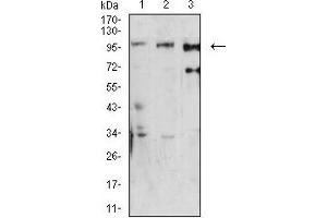 Western blot analysis using Dynamin-2 mouse mAb against U251 (1), Hela (2), and K562 (3) cell lysate. (DNM2 Antikörper  (AA 520-744))