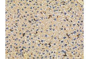 ABIN7096690 and ABIN7100755 at 1/100 staining mouse liver tissue by IHC-P.