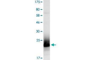 Image no. 2 for Natural Cytotoxicity Triggering Receptor 3 (NCR3) (AA 19-135) protein (His-DYKDDDDK-Strep II Tag) (ABIN1312144)