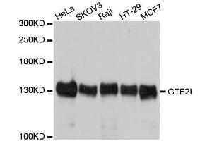 Western blot analysis of extracts of various cell lines, using GTF2I antibody. (GTF2I Antikörper  (AA 600-810))