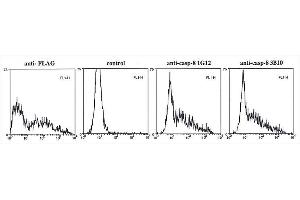 Flow Cytometry (FACS) image for anti-Caspase 8 (CASP8) antibody (ABIN2745525)