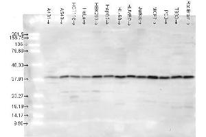 p38, human Cell lines (MAPK14 Antikörper)