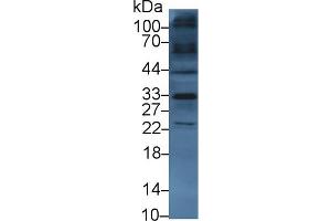 Western Blot; Sample: Mouse Heart lysate; Primary Ab: 3µg/ml Rabbit Anti-Human TKA1 Antibody Second Ab: 0.