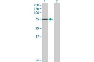 Western Blot analysis of GNL1 expression in transfected 293T cell line by GNL1 MaxPab polyclonal antibody. (GNL1 Antikörper  (AA 1-607))