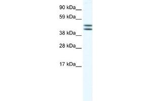 EGLN2 antibody used at 1. (PHD1 Antikörper  (N-Term))