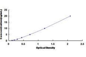 Preferentially Expressed Antigen in Melanoma (PRAME) ELISA Kit