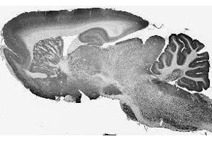Adult rat brain immunohistochemistry. (FIG4 Antikörper  (AA 688-907))