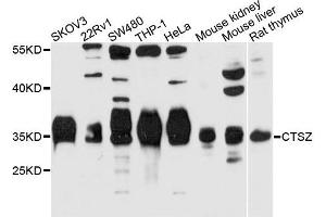 Western blot analysis of extracts of HeLa cell line, using CTSZ antibody. (Cathepsin Z Antikörper)