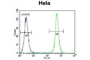 TSPYL6 Antibody (Center) flow cytometric analysis of Hela cells (right histogram) compared to a negative control cell (left histogram). (TSPY-Like 6 Antikörper  (Middle Region))