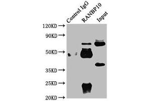 Immunoprecipitating RANBP10 in Rat brain tissue Lane 1: Rabbit control IgG instead of ABIN7167086 in Rat brain tissue. (RANBP1 Antikörper  (AA 3-165))