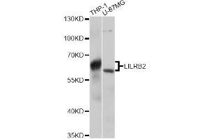 Western blot analysis of extracts of various cell lines, using LILRB2 antibody (ABIN6293047) at 1:3000 dilution. (LILRB2 Antikörper)