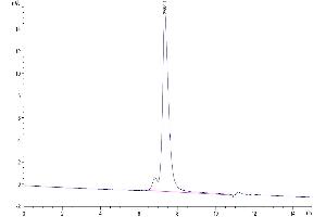 Size-exclusion chromatography-High Pressure Liquid Chromatography (SEC-HPLC) image for Platelet/endothelial Cell Adhesion Molecule (PECAM1) (AA 18-590) protein (His tag) (ABIN7274166)