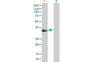 Western Blot analysis of PPA2 expression in transfected 293T cell line by PPA2 MaxPab polyclonal antibody. (PPA2 Antikörper  (AA 1-334))