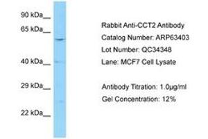 Image no. 1 for anti-Chaperonin Containing TCP1, Subunit 2 (Beta) (CCT2) (AA 257-306) antibody (ABIN6749980) (CCT2 Antikörper  (AA 257-306))