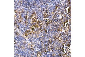Immunohistochemistry of paraffin-embedded mouse spleen using Calreticulin Rabbit mAb (ABIN7266042) at dilution of 1:100 (40x lens). (Calreticulin Antikörper)