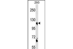 CLSTN1 Antibody (N-term) (ABIN1539080 and ABIN2850341) western blot analysis in 293 cell line lysates (35 μg/lane). (Calsyntenin 1 Antikörper  (N-Term))