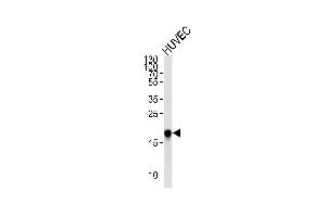 Western blot analysis of lysate from HUVEC cell line,using CAV2 Antibody (N-term) (ABIN652586 and ABIN2842393). (Caveolin 2 Antikörper  (N-Term))