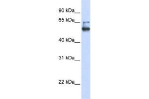 WB Suggested Anti-LENG4 Antibody Titration:  0.