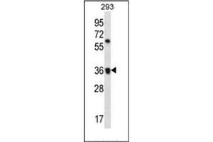 Western blot analysis of OR52E2 Antibody (C-term) in 293 cell line lysates (35ug/lane).