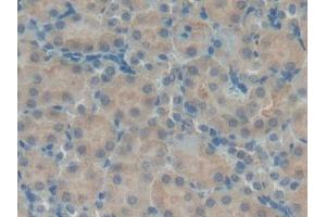 DAB staining on IHC-P; Samples: Mouse Kidney Tissue (beta Defensin 1 Antikörper  (AA 22-69))