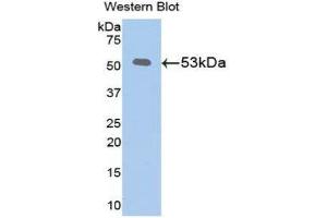 Western Blotting (WB) image for anti-Klotho (KL) (AA 516-955) antibody (ABIN1078251)