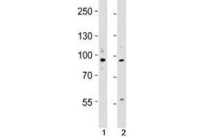 Western blot testing of UHRF1 antibody at 1:4000 dilution