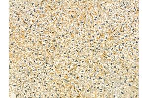 ABIN6265290 and ABIN6273077 at 1/100 staining Mouse liver tissue by IHC-P. (SRP9 Antikörper  (Internal Region))