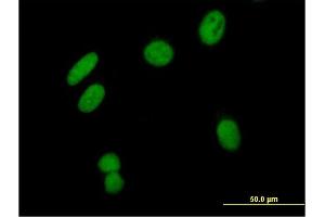 Immunofluorescence of purified MaxPab antibody to ZNF435 on HeLa cell. (ZSCAN16 Antikörper  (AA 1-348))