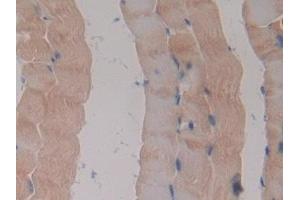 Klotho beta antibody  (AA 846-965)