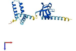 Lin-7 Homolog B (LIN7B) (AA 1-207) protein (His tag)