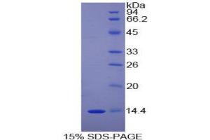 SDS-PAGE (SDS) image for D-Dopachrome Tautomerase (DDT) (AA 2-118) protein (His tag) (ABIN1170294)