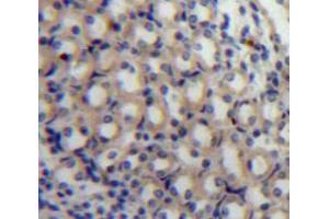 IHC-P analysis of Kidney tissue, with DAB staining. (MAP4 Antikörper  (AA 882-1062))