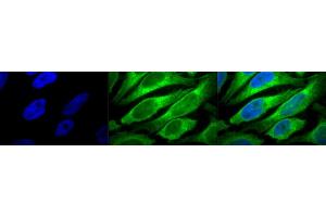 Immunocytochemistry/Immunofluorescence analysis using Mouse Anti-Erp57 (Grp58) Monoclonal Antibody, Clone Map. (PDIA3 Antikörper)