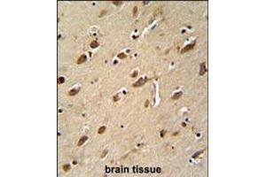 MYLK4 antibody immunohistochemistry analysis in formalin fixed and paraffin embedded human brain tissue followed by peroxidase conjugation of the secondary antibody and DAB staining. (MYLK4 Antikörper  (C-Term))