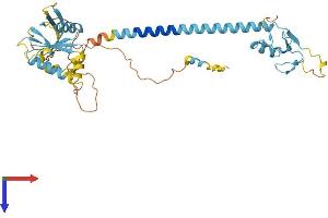 RNF215 Protein (AA 1-377) (His tag)