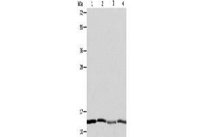 Western Blotting (WB) image for anti-ATPase Inhibitory Factor 1 (ATPIF1) antibody (ABIN2428909) (ATPase Inhibitory Factor 1 Antikörper)