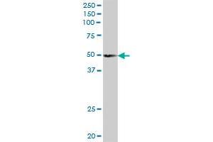 SCRN2 MaxPab polyclonal antibody. (SCRN2 Antikörper  (AA 1-425))