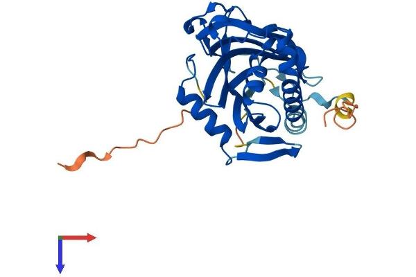 STARD10 Protein (AA 1-291) (His tag)