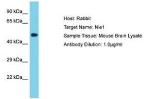 Image no. 1 for anti-Notchless Homolog 1 (NLE1) (AA 351-400) antibody (ABIN6750510) (NLE1 Antikörper  (AA 351-400))