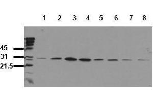 Western Blotting (WB) image for anti-Heat Shock 27kDa Protein 1 (HSPB1) (pSer82) antibody (ABIN126812) (HSP27 Antikörper  (pSer82))