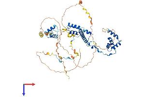 Rcor2 Protein (AA 1-523) (His tag)
