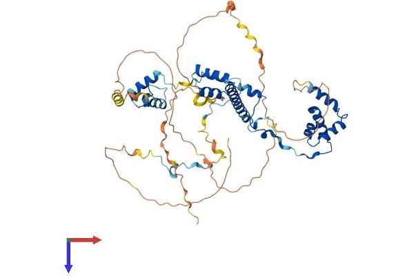 Rcor2 Protein (AA 1-523) (His tag)