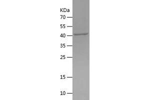Western Blotting (WB) image for MAP3K12-Binding Inhibitory Protein 1 (MBIP) (AA 1-344) protein (His tag) (ABIN7123846) (MBIP Protein (AA 1-344) (His tag))